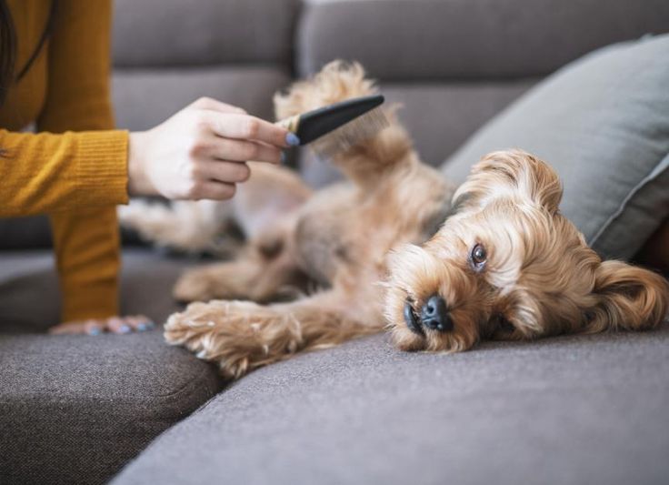 Checking your dog for ticks is an important daily…
